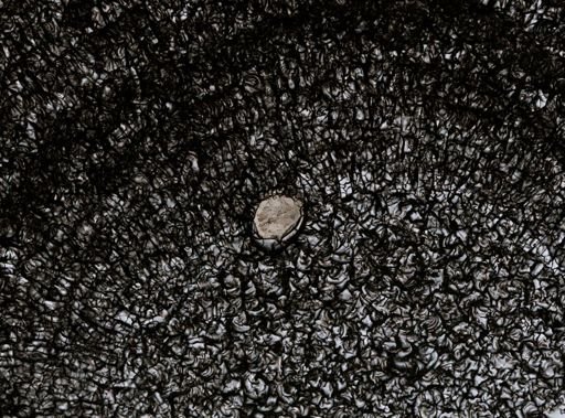 Stylochus ellipticus