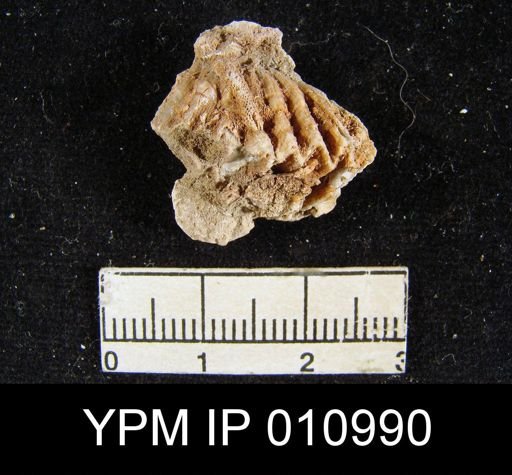 Meekella difficilis