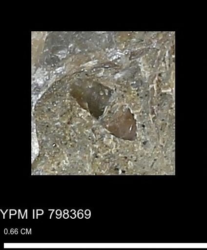 Mollusca