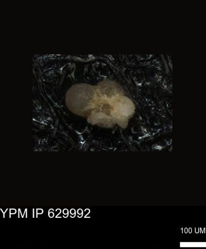 undet. Foraminiferida