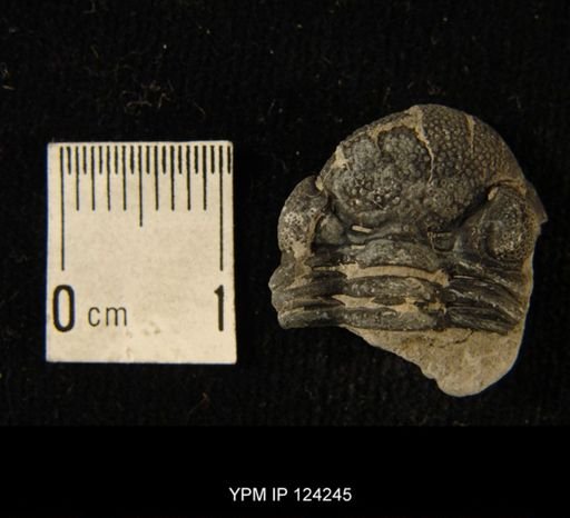Phacops rana
