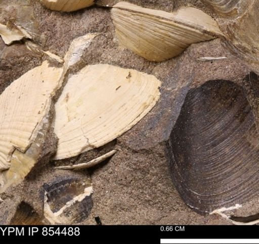 Limopsis striatopunctatus