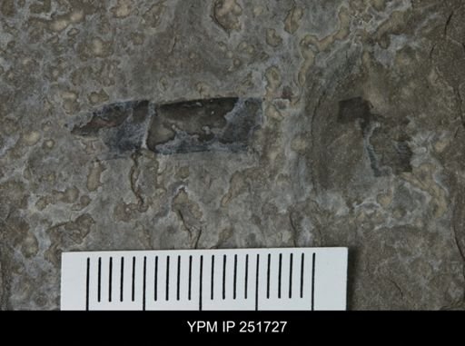 Eurypterus sp.