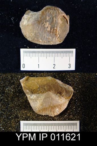 Buxtonia peruviana