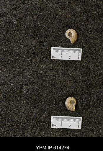 undet. Scaphitidae