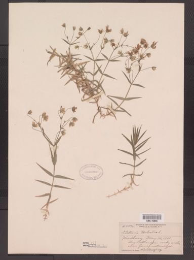 Stellaria holostea