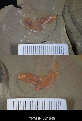 undet. Xiphosurida