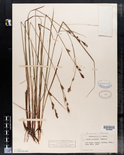 Carex polygama