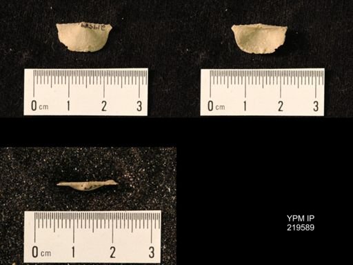 Chonetes granulifer