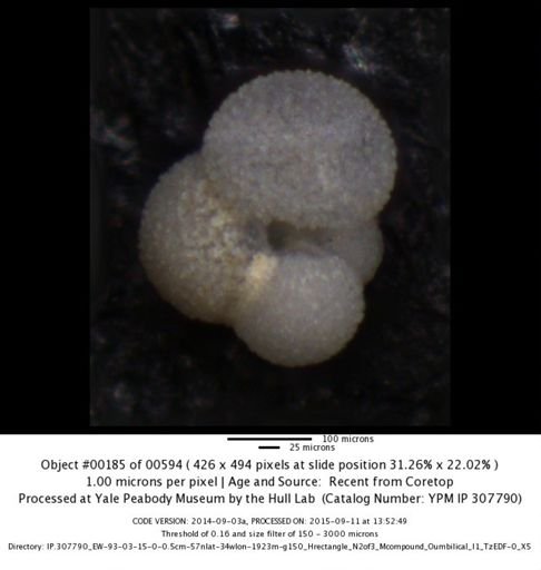 undet. Foraminiferida