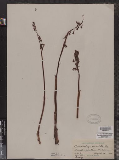 Corallorhiza maculata