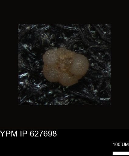 undet. Foraminiferida
