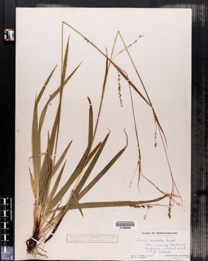 Carex arctata
