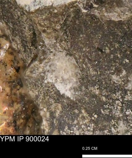 undet. Mollusca