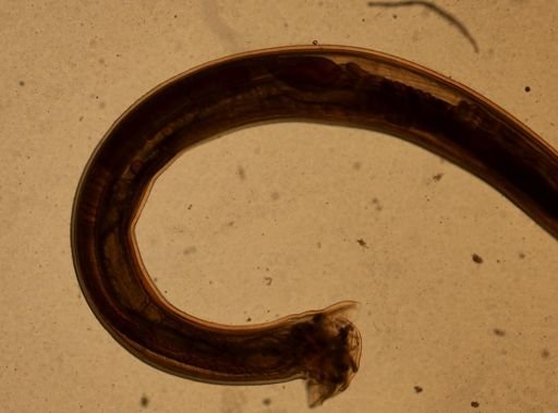 Ancylostoma caninum