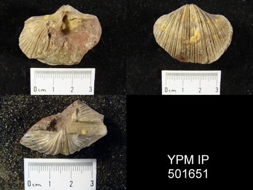 Spirifer cameratus