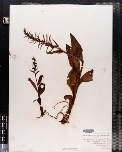 Habenaria