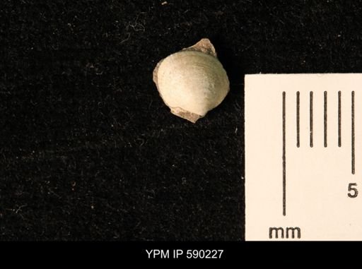 Cymbophora warrenana