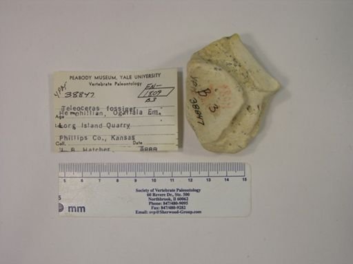 Teleoceras fossiger