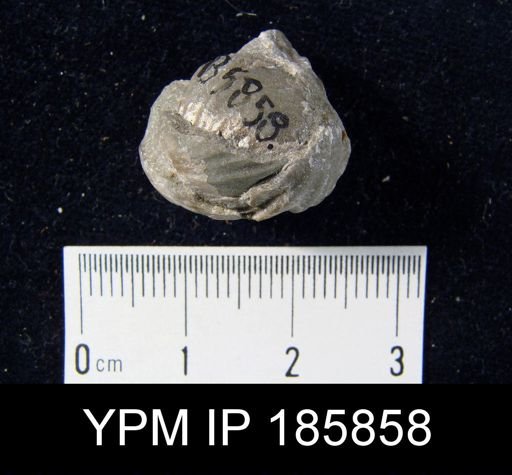 Rhynchonella contracta