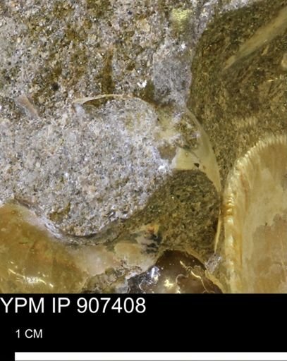 undet. Mollusca