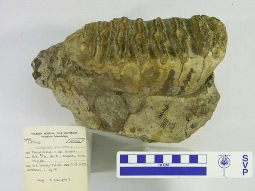 Elephas planifrons