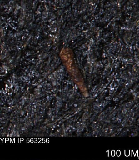 Verneuilinoides hectori