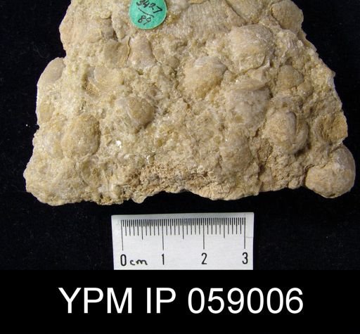 Rhipidomella saffordi