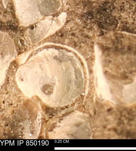 Scaphitidae