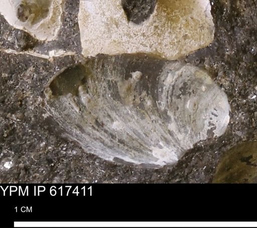 undet. Bivalvia