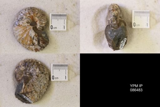 undet. Scaphitidae