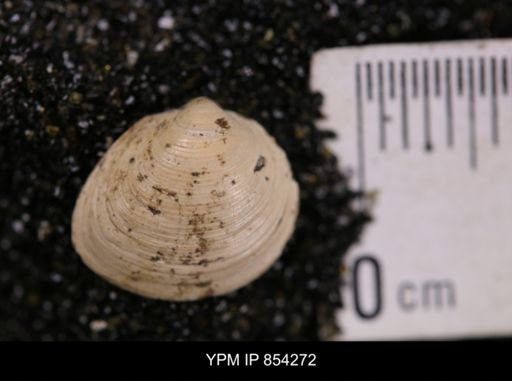 Limopsis striatopunctatus