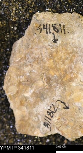 Scaphites?