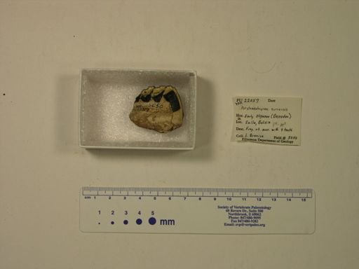 Archaeohyrax suniensis
