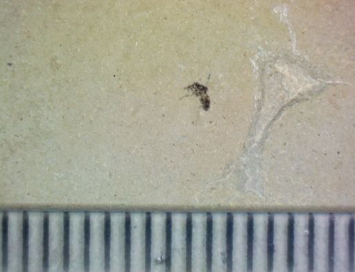 undet. Hexapoda