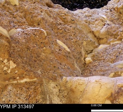 undet. Mollusca