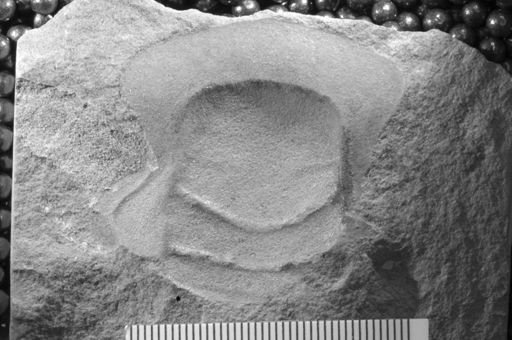 Dikelocephalus sp.