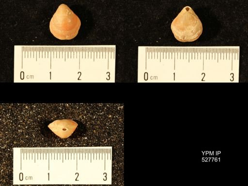 Terebratella inconspicua