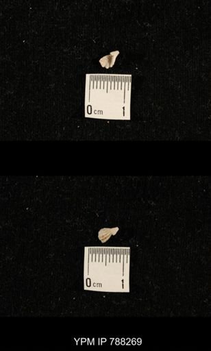 undet. Brachiopoda