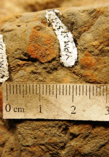 Salix reticulata