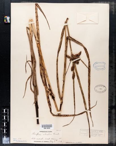 Scirpus robustus
