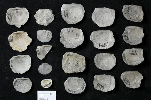 Pholidostrophia iowaensis