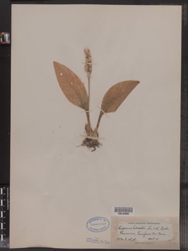 Liparis loeselii