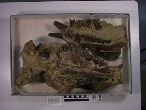 Nesodon imbricatus