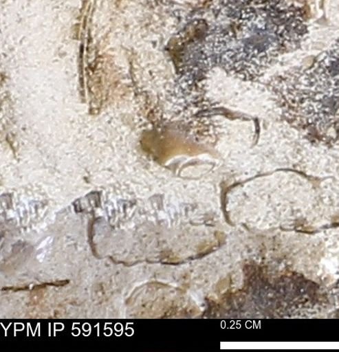 Serpulidae