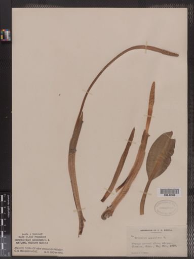 Orontium aquaticum