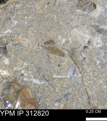 undet. Bivalvia