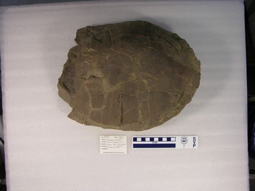 Echmatemys septaria