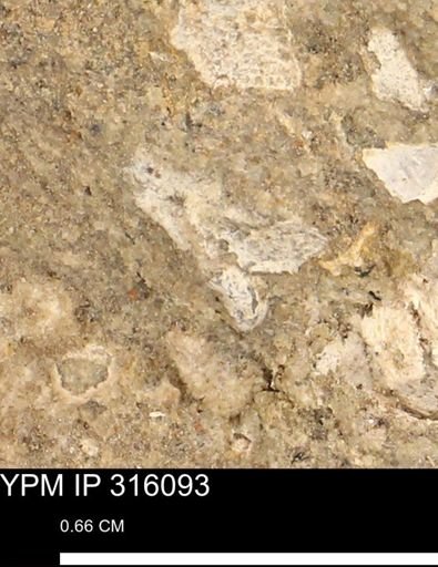 undet. Mollusca
