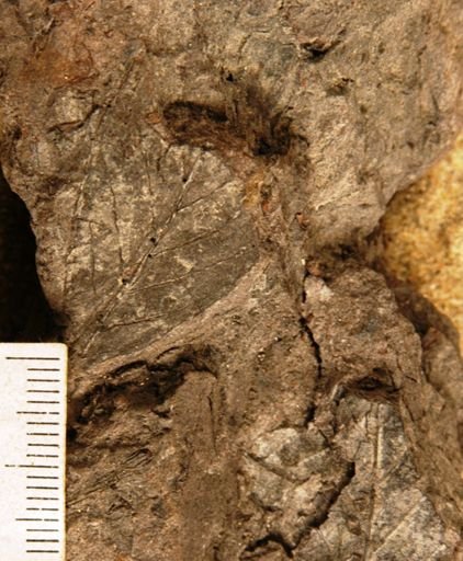 Nyssa biflora